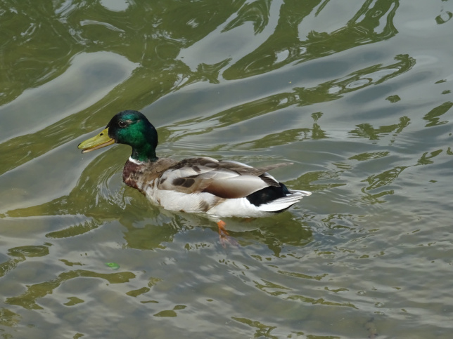 Herzerlteich im Schlosspark